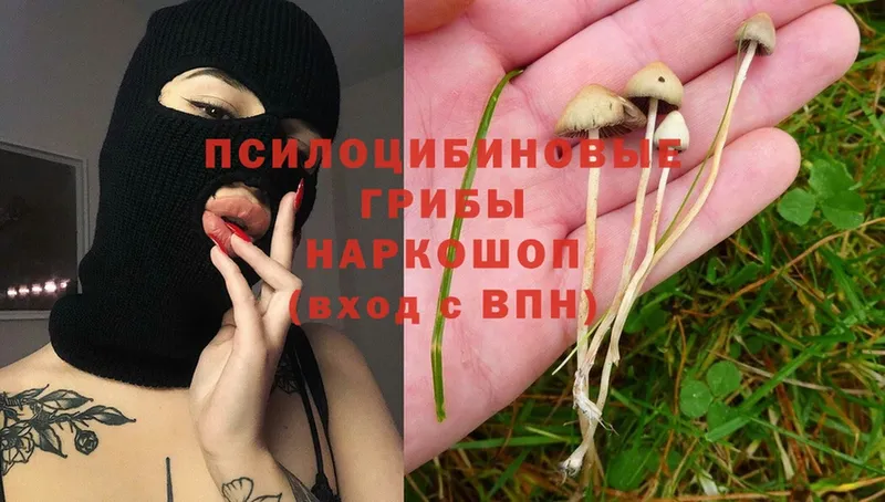 Галлюциногенные грибы Psilocybine cubensis  blacksprut ТОР  Майский 